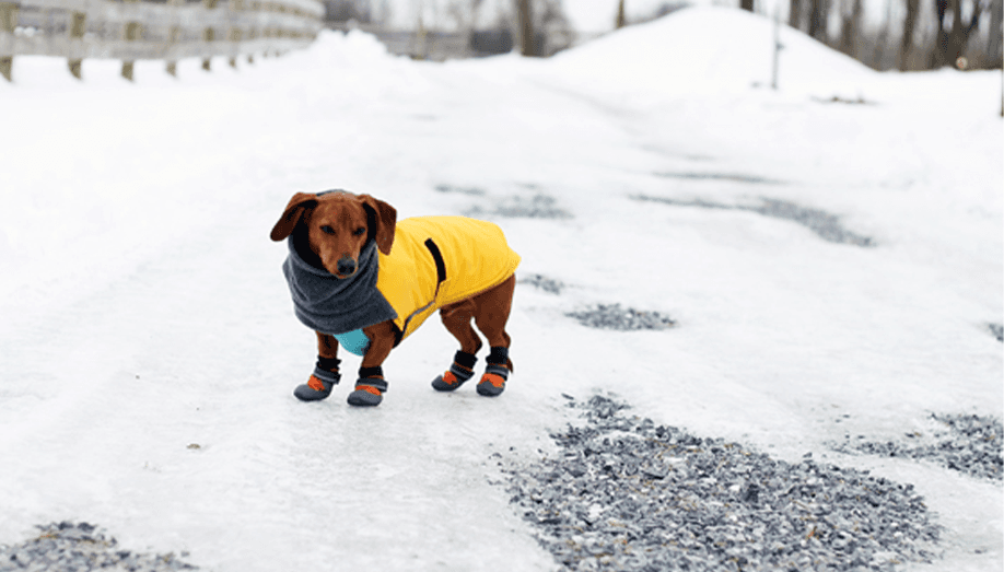 Protect Your Pet's Paws This Winter