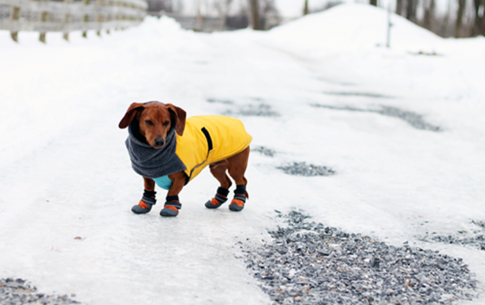 small brown dog wearing protective boots and a coat in the snow
